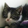 Kitten Saved After Being Thrown From Truck